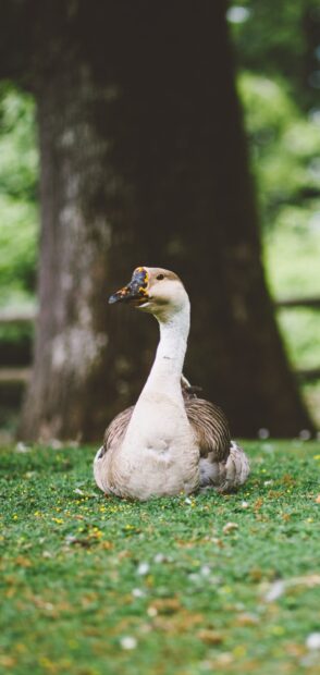 A goose resting on grass with a tree trunk in the background in natural surroundings