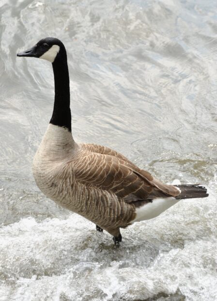 A goose standing in flowing water with detailed feathers and a black neck pattern