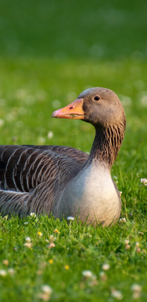 A close up of a goose resting on green grass with small white flowers around