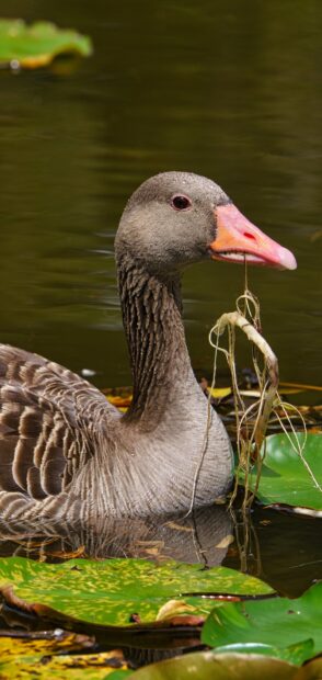A close up of a goose holding water plants in its beak while floating on a pond
