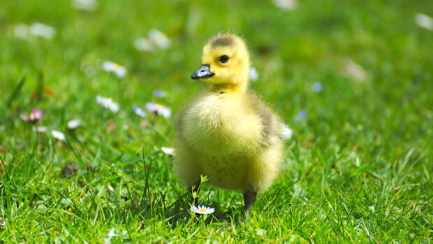 A fluffy goose chick standing on green grass with small white flowers around