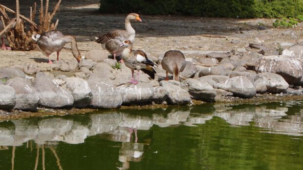 A group of geese standing and feeding near the rocky shore of a calm pond with reflections