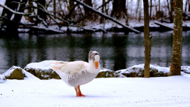 A white and gray goose standing on snow near a calm river in a winter forest scene