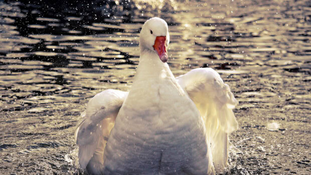 A white goose spreading its wings in shimmering water droplets at sunset