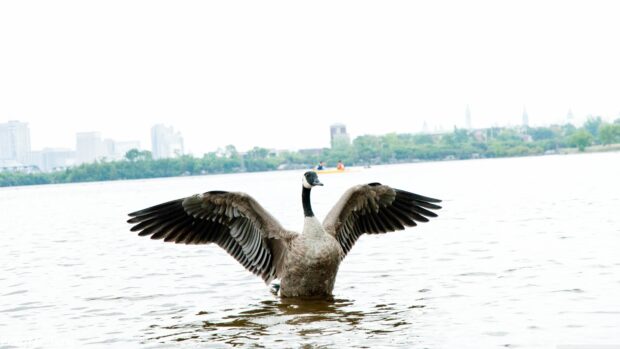 A Canada goose spreading its wings while standing in the water near the city shoreline