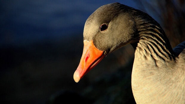 Close up of a goose with an orange beak and detailed feathers in natural light
