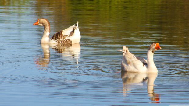 Two geese swimming calmly on a clear lake with green reflections