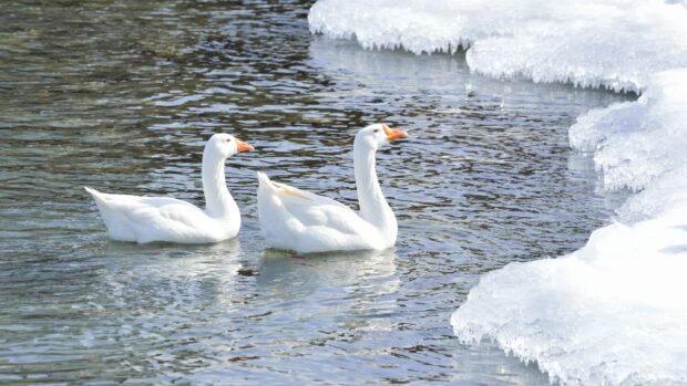 Two geese swimming near ice formations in clear water on a cold day