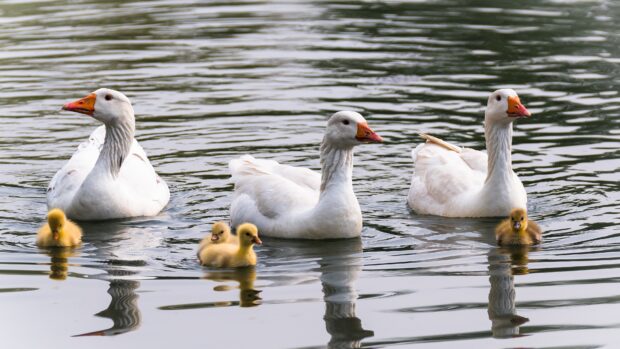 A group of goose with goslings swimming peacefully on water in natural light