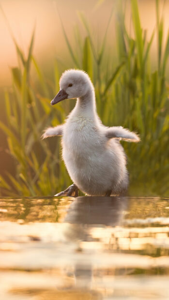 A young goose standing near water with green grass in the background