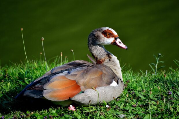 A close up of a goose resting on green grass near a lake with detailed feathers
