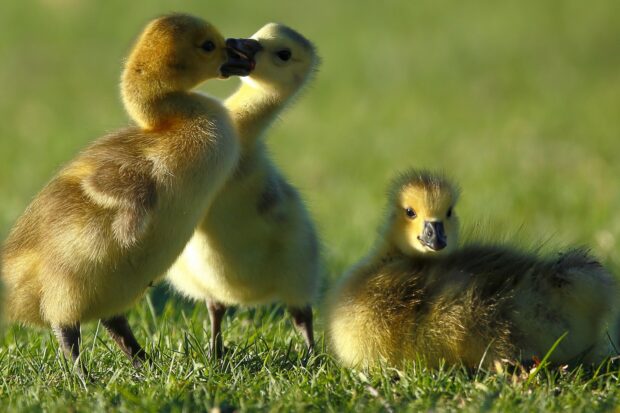 Three young gooselings playing on green grass during daylight