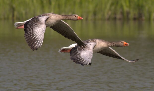 Two geese flying over a lake with green grass in the background