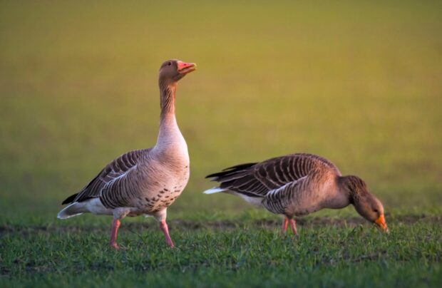 Two geese standing and grazing in a green field during sunset