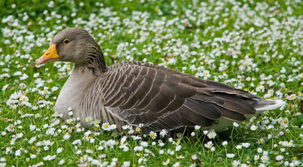 A goose resting on the grass with white flowers in a natural outdoor setting