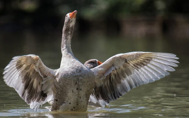A goose spreading its wings in the water displaying feathers and the nature surrounding it