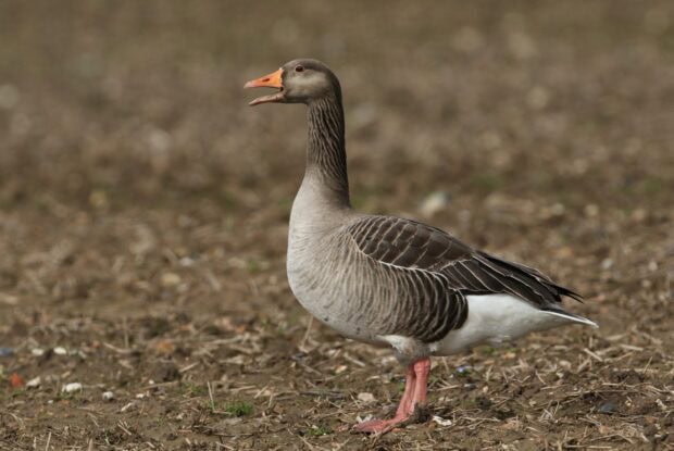 A goose standing on dry grass with its beak open in a natural environment