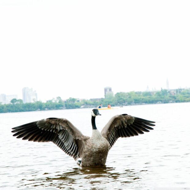 A goose stretching its wings while standing in the water near the shore