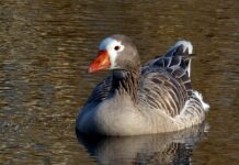 A goose swimming peacefully on calm water with detailed feathers and an orange beak