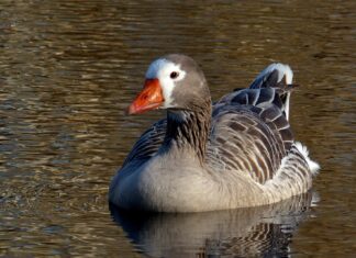 A goose swimming peacefully on calm water with detailed feathers and an orange beak