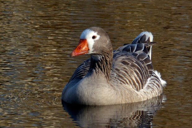 A goose swimming peacefully on calm water with detailed feathers and an orange beak