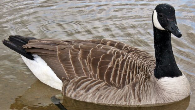 A close up of a goose floating peacefully on the water surface