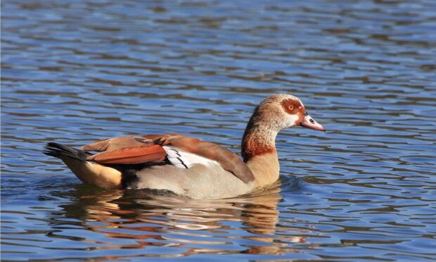 A single goose swimming calmly on blue water in a natural setting