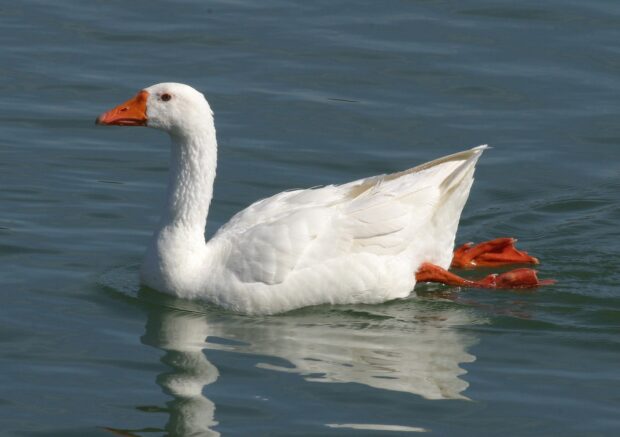 A white goose swimming calmly on the water with clear reflection in the lake