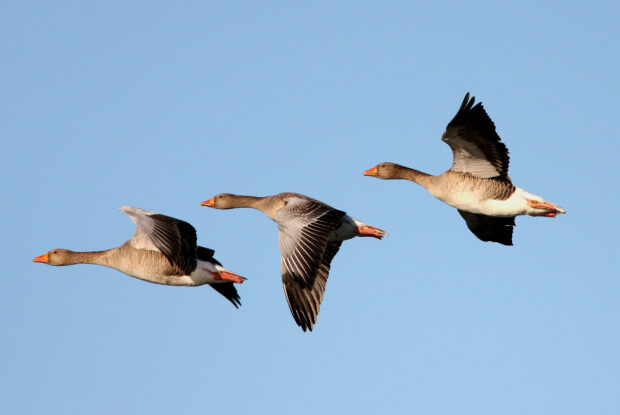 Three geese flying in formation against a clear blue sky