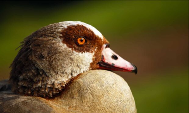 Close up of a goose with detailed feathers and an orange eye