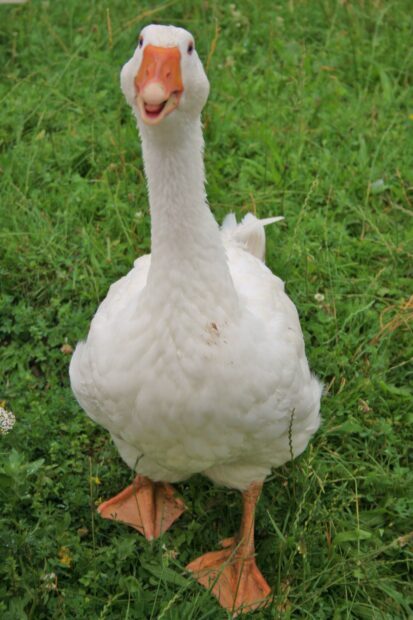 White goose standing on green grass with orange feet and beak looking at the camera