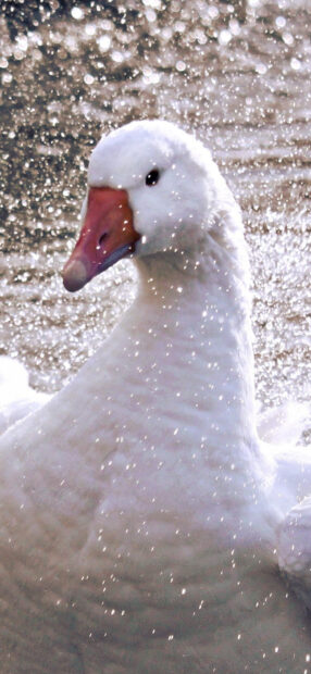 Close up of a goose splashing water droplets around its head in high definition