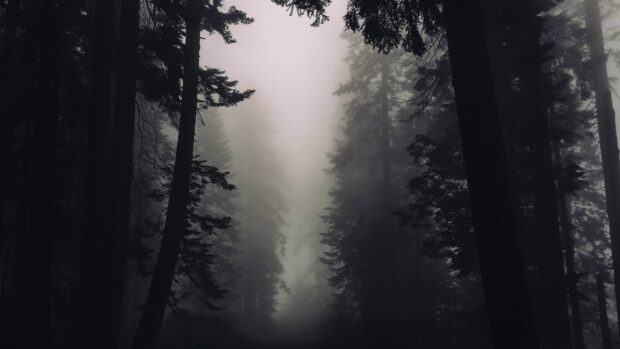 Dark foggy forest with gothic art style silhouette of tall trees