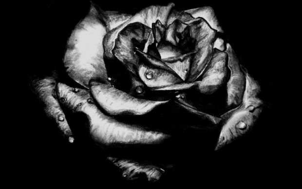 A detailed gothic art rose with water droplets in black and white style