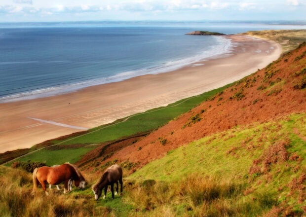 Horses grazing on green hills near the coast of Gower Peninsula