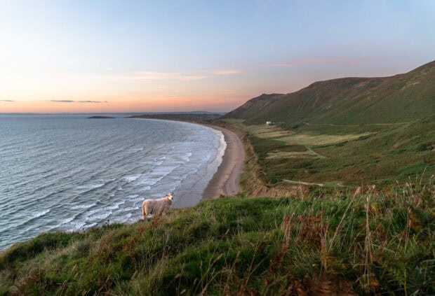 Sheep grazing on lush grass near the coast of Gower Peninsula at sunset