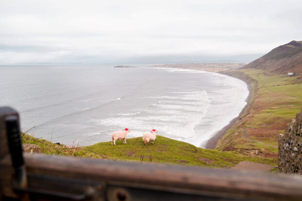 Two sheep with red markings standing on green hills overlooking the coastline of Gower Peninsula