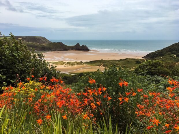 Vibrant flowers overlooking the sandy beach and hills of Gower Peninsula