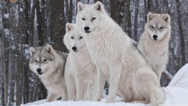 A group of gray wolves standing together in a snowy forest during winter
