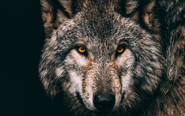 Close up of a gray wolf with intense amber eyes in dark surroundings