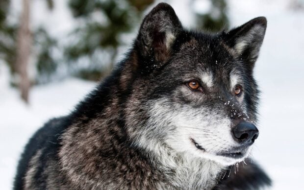Close up of gray wolf face with amber eyes in snowy wilderness
