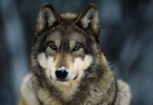 Close up of gray wolf with snow on nose in cold forest environment