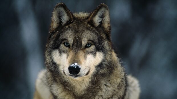 Close up of gray wolf with snow on nose in cold forest environment