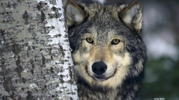 Gray wolf facing the camera while partially hidden behind a tree trunk in the forest
