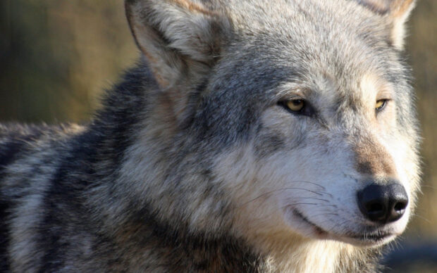 A close up of gray wolf showing its sharp eyes and thick fur in natural habitat