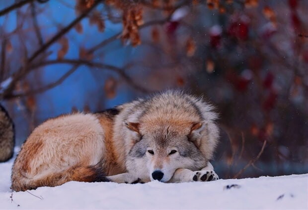 Gray wolf resting on snow in a winter forest with blurred background