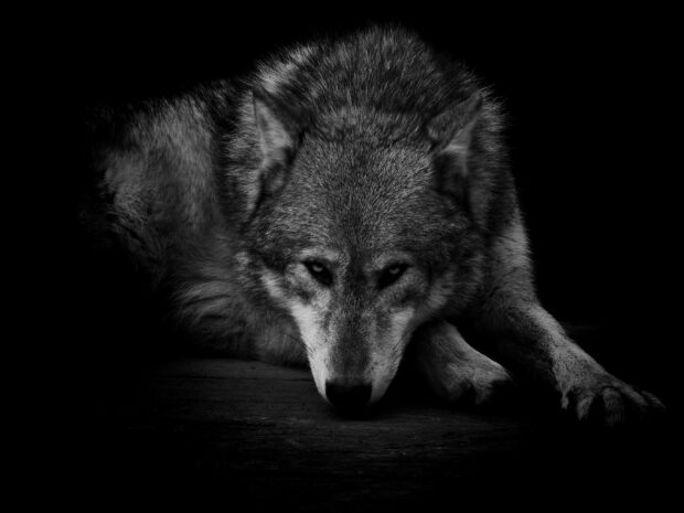 Gray wolf resting quietly with intense eyes in dark surroundings