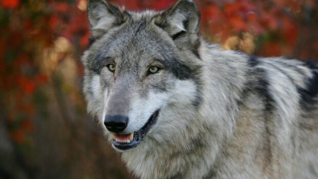 A close up of a gray wolf standing in front of colorful autumn foliage