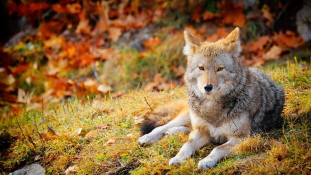 A gray wolf resting on grass in an autumn forest setting surrounded by fallen leaves