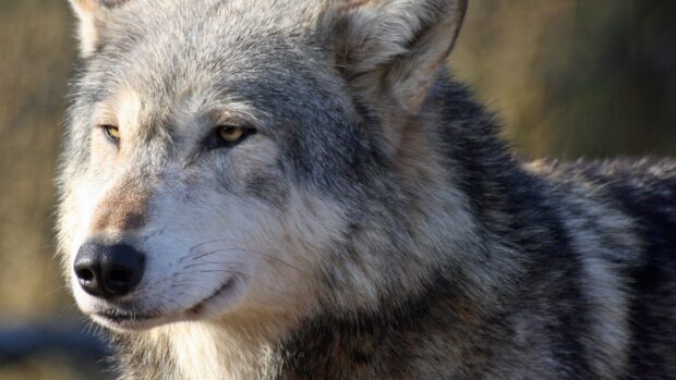 Close up of a gray wolf with detailed fur and intense eyes in natural light